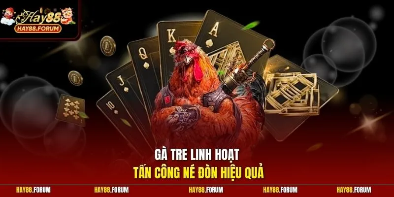 Gà tre linh hoạt, tấn công né đòn hiệu quả